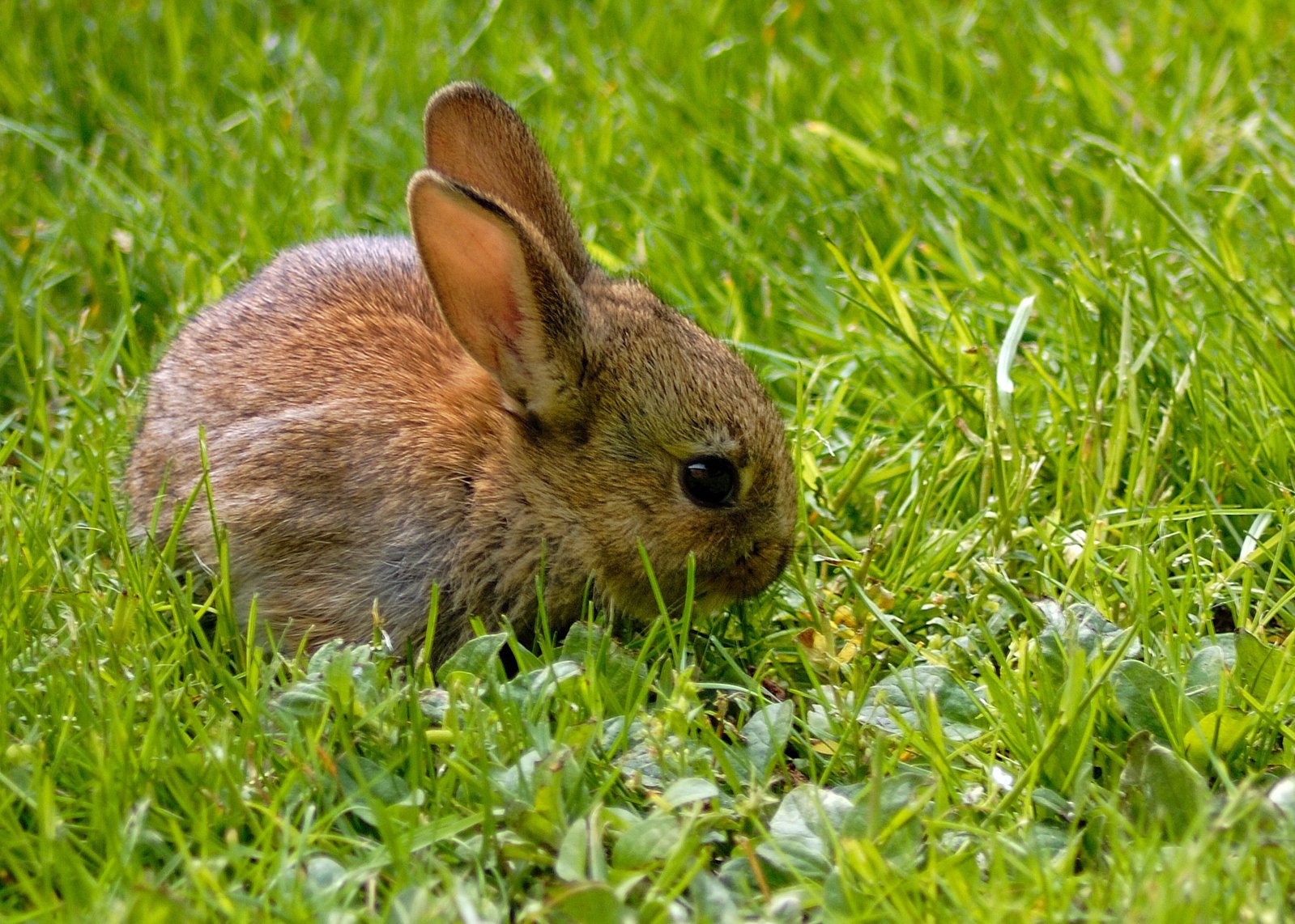 a little bunny sitting in the middle of a lush green field