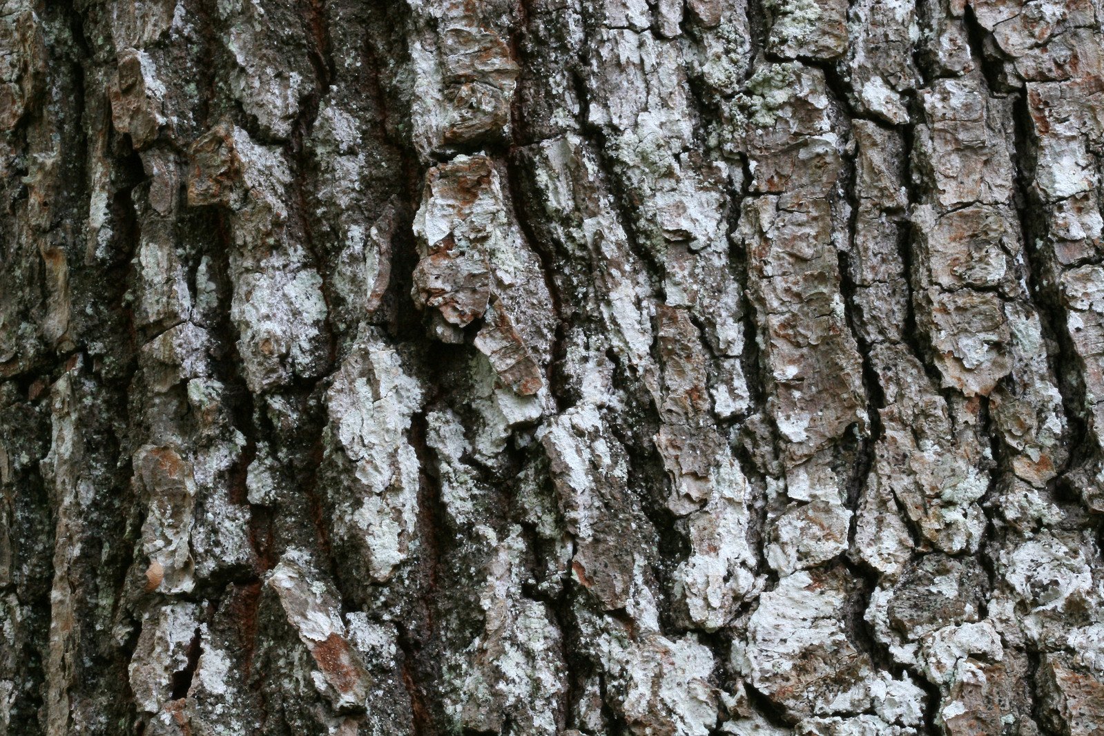 the bark of a large tree that is mostly white