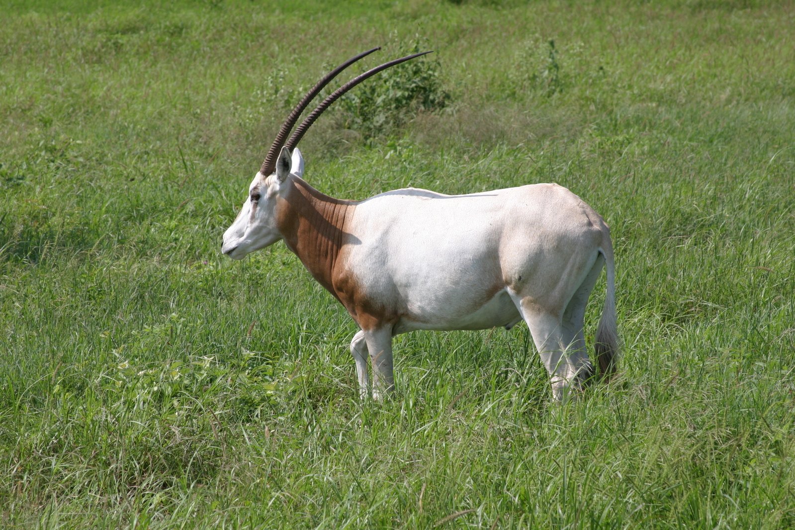 a horned antelope stands in the lush green grass