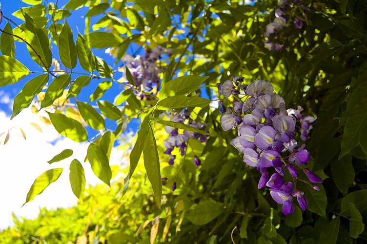 some purple flowers are hanging on a tree