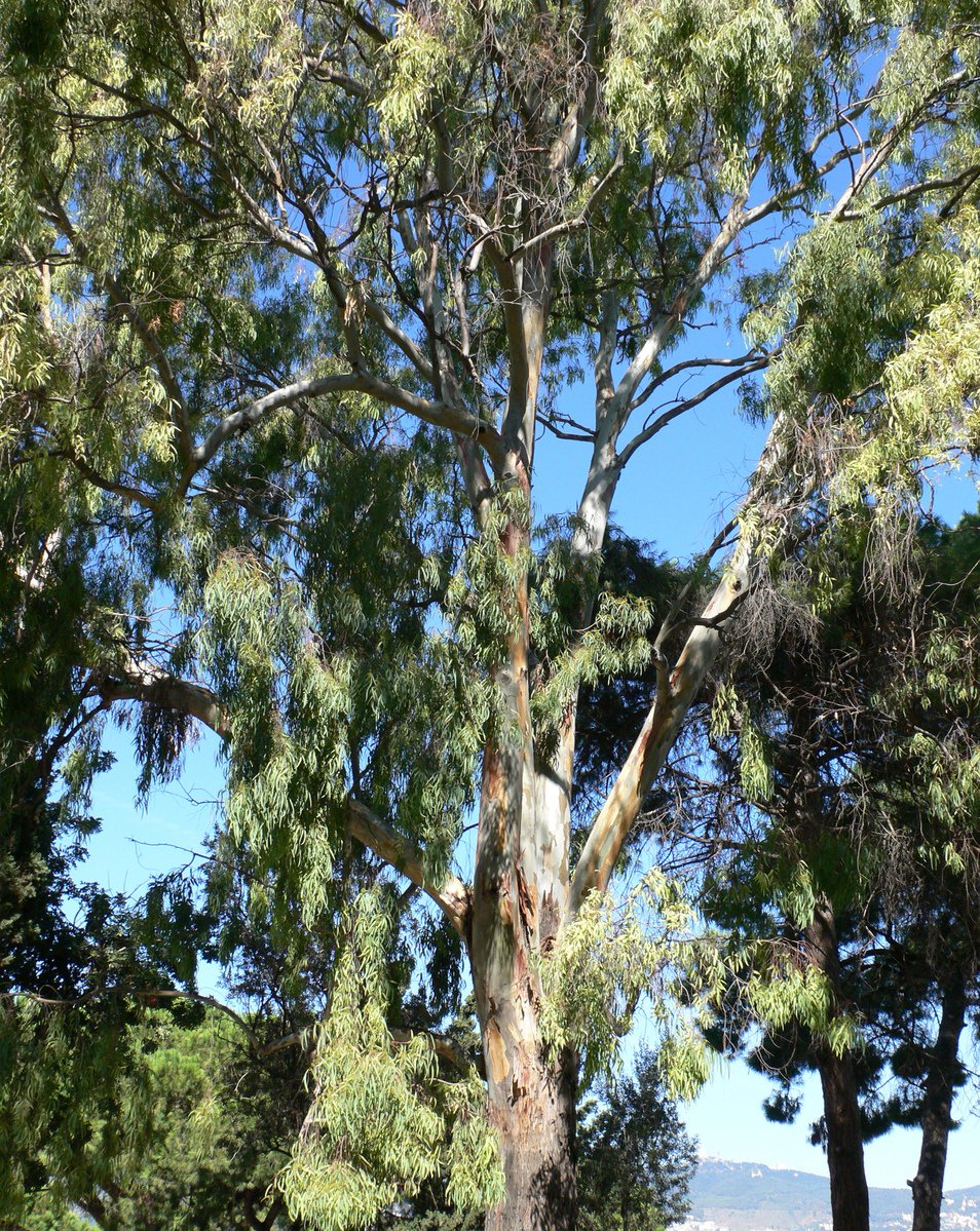 an image of an old tree in the woods