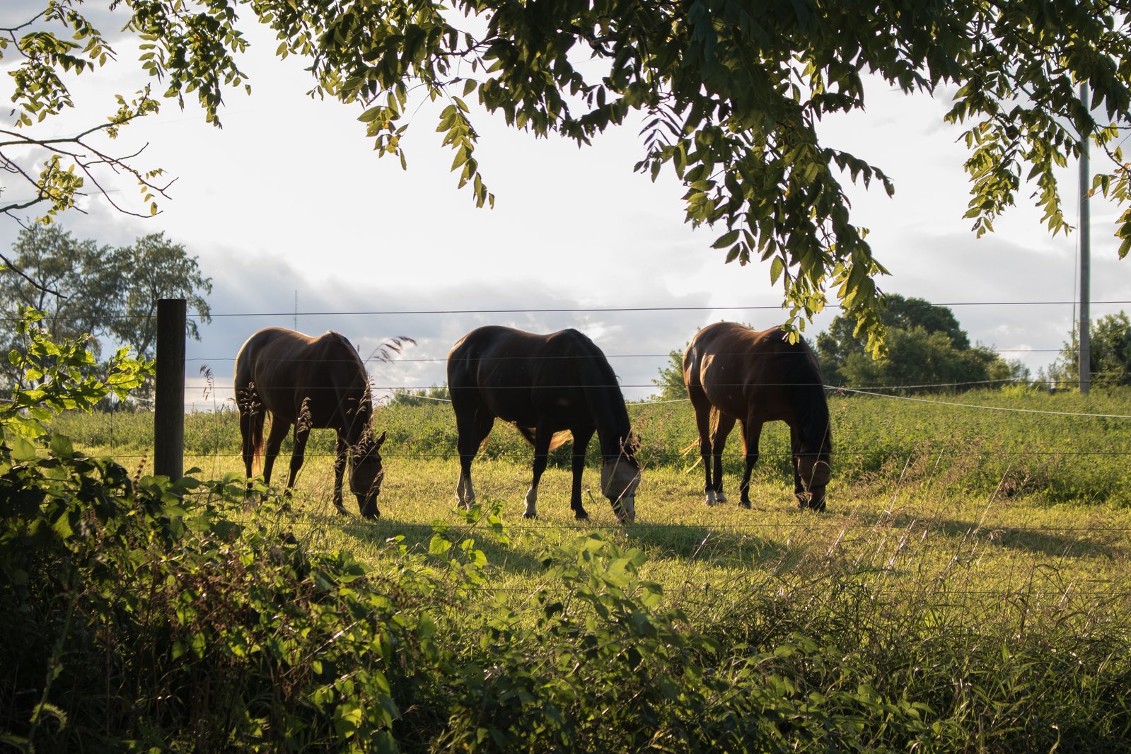 four brown horses grazing in a grassy area next to a fence