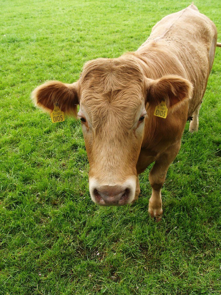 a cow with ear tags walking on the grass