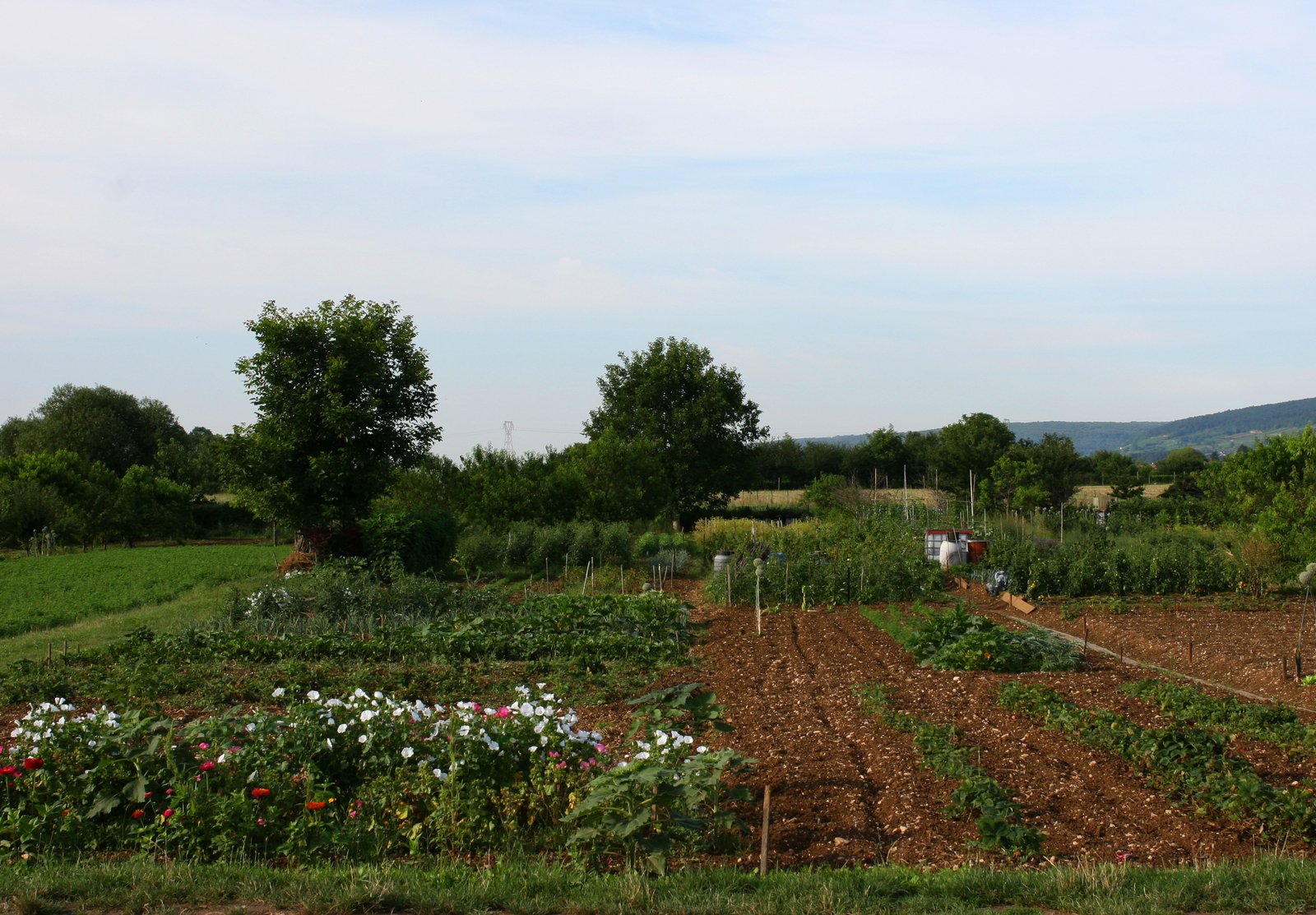 several farm land with plants and animals nearby