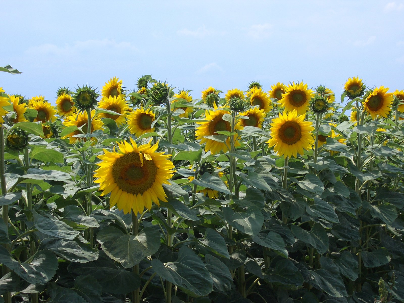 many yellow sunflowers with blue sky in the background