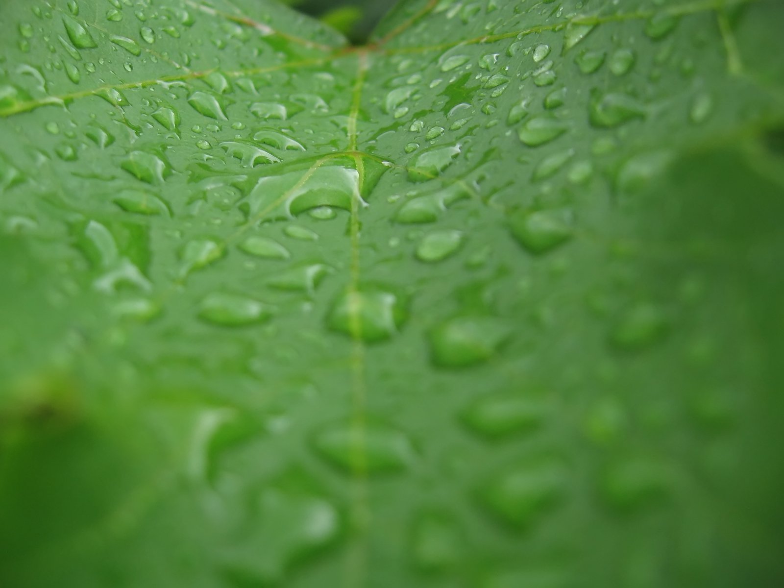 a picture taken in mid afternoon of dew droplets on a leaf