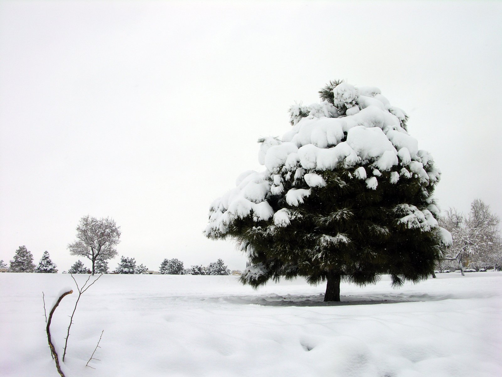 a tree with many leaves covered in snow