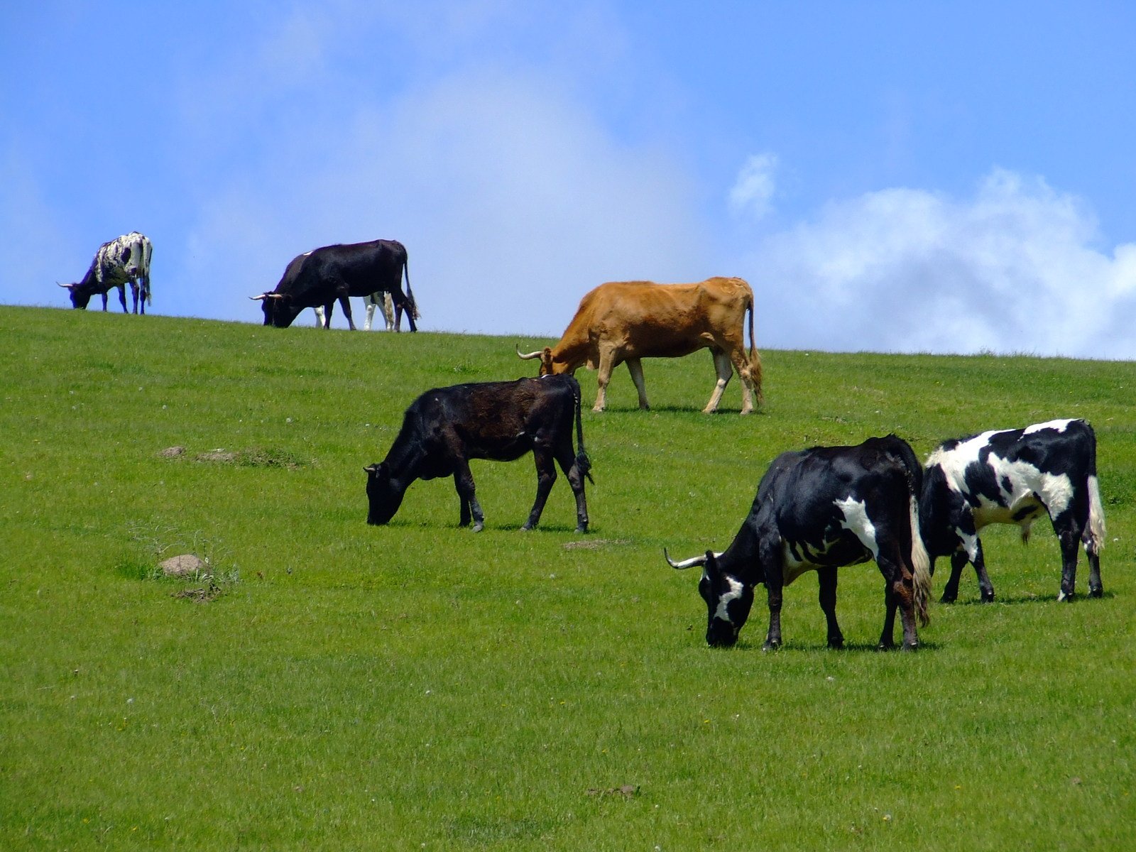 many cows are grazing in a large grassy field