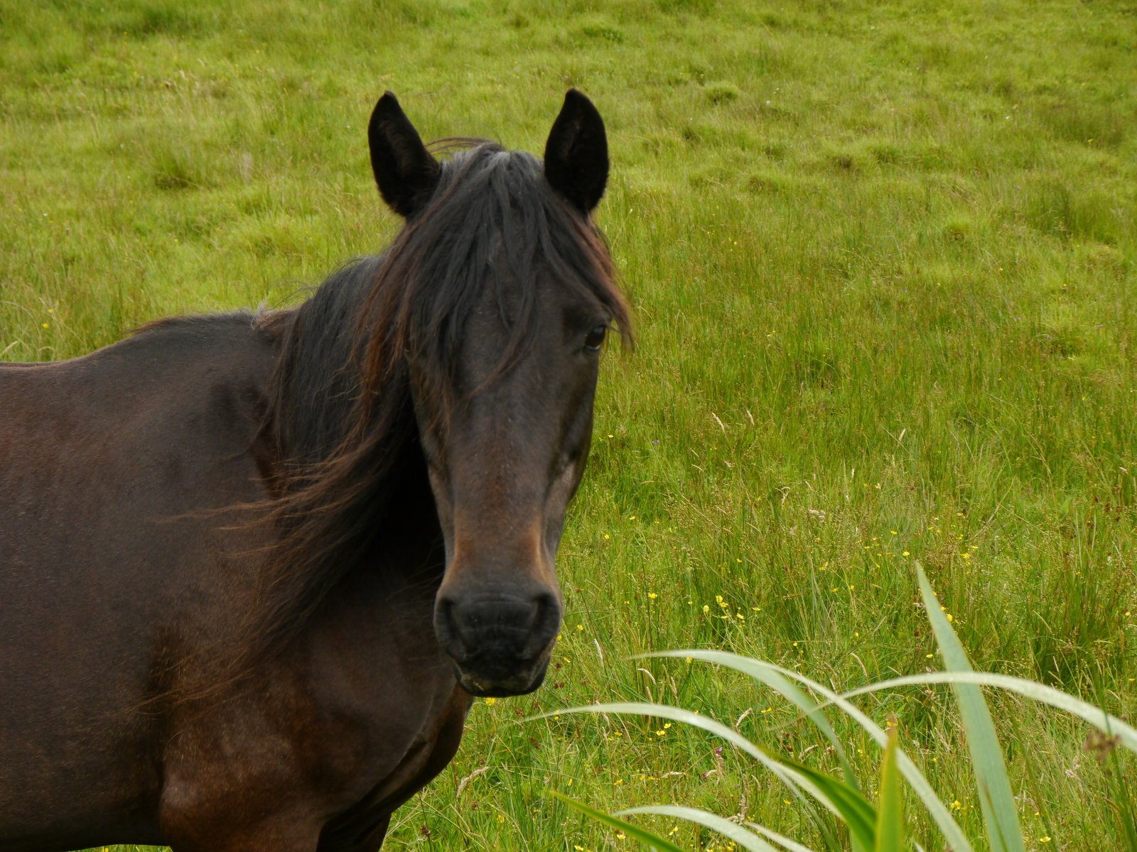 a horse is standing in a grassy field