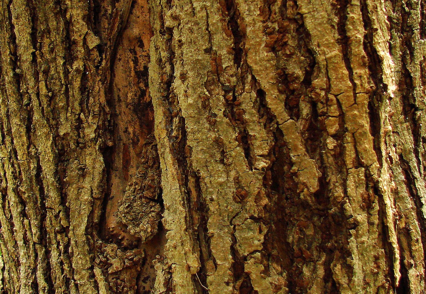 closeup image of tree bark with only some bark