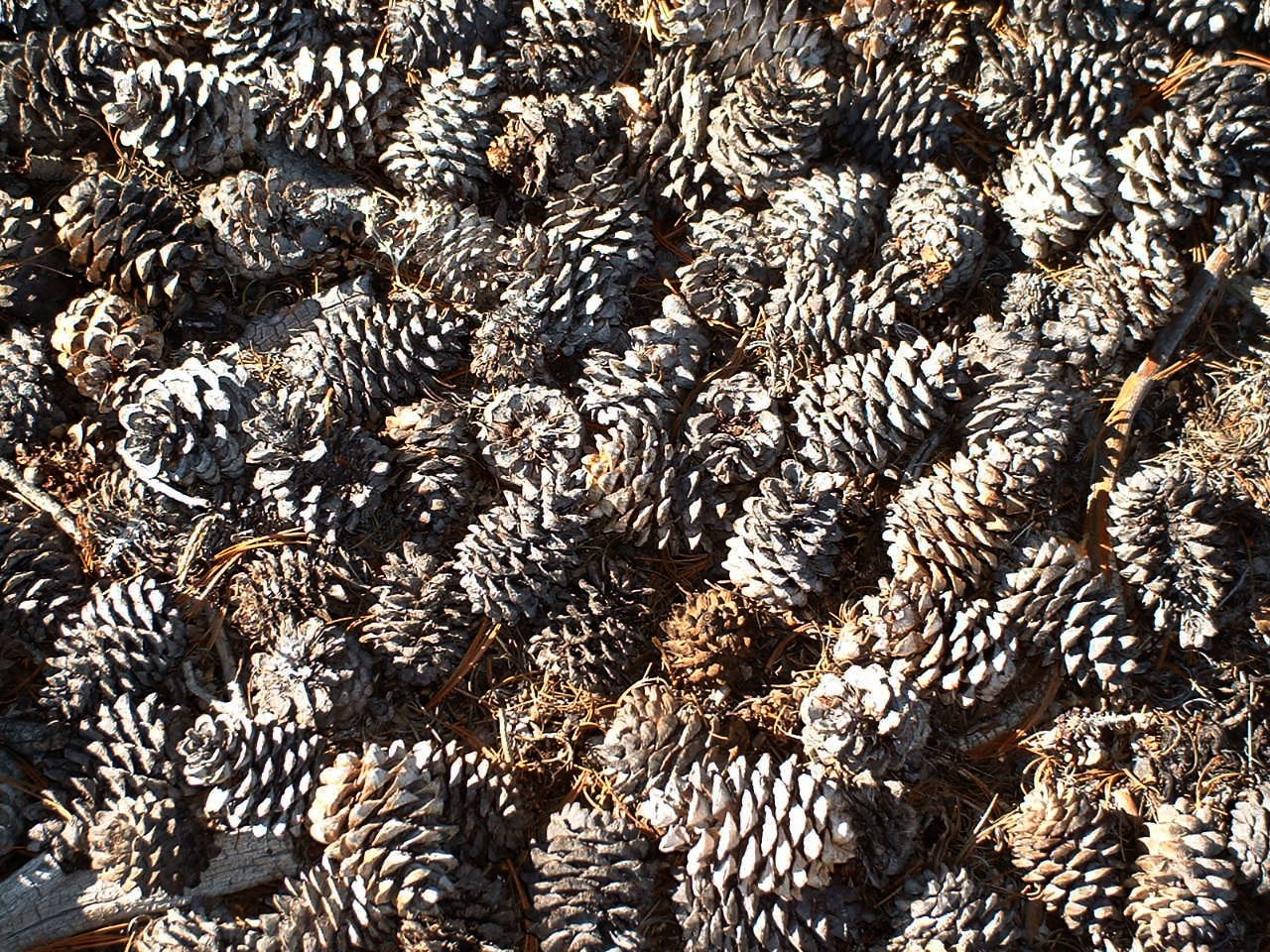 a bunch of pine cones scattered on the ground