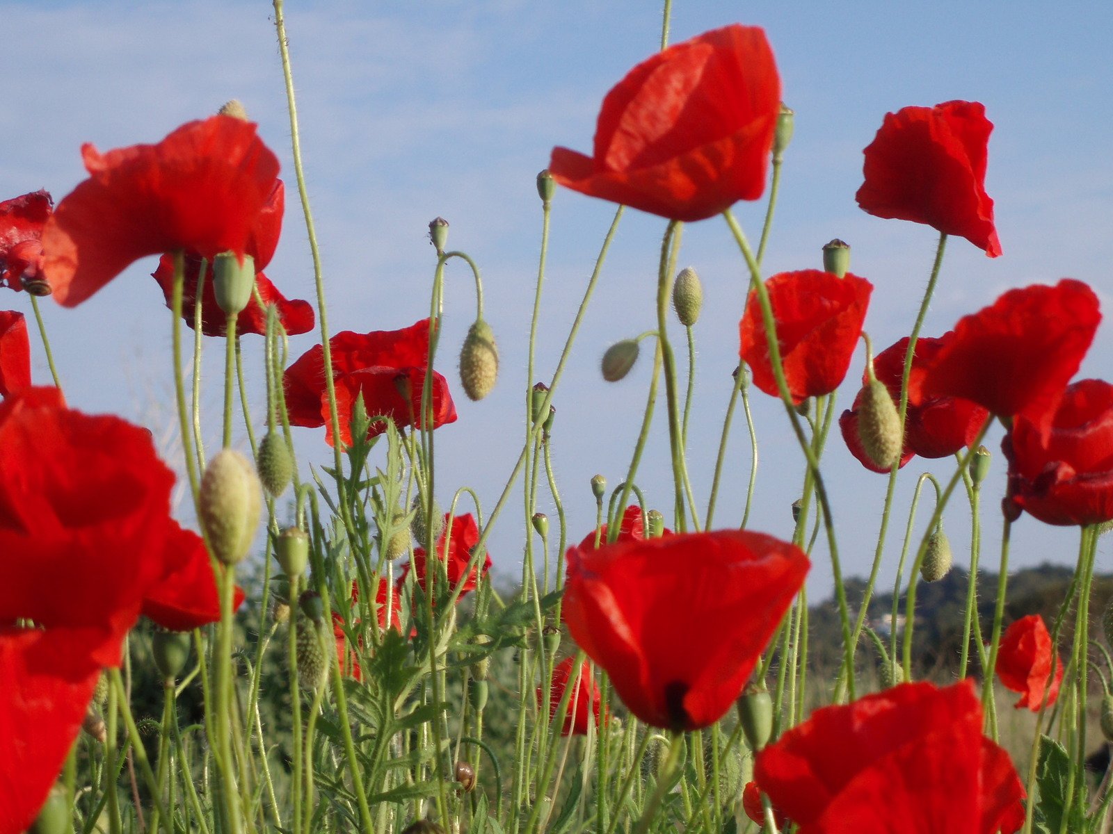 the red flowers are in full bloom