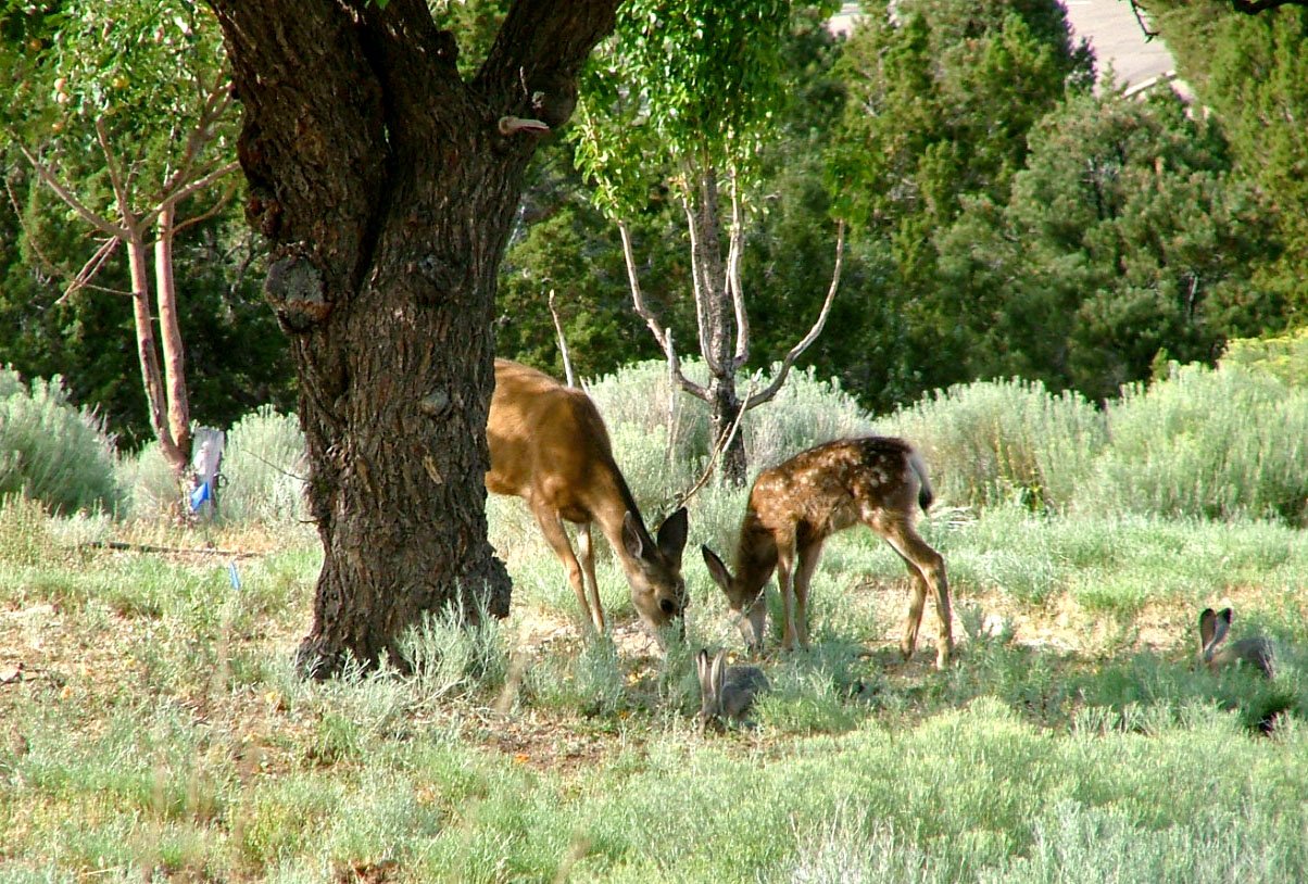 two young deer grazing next to a tree
