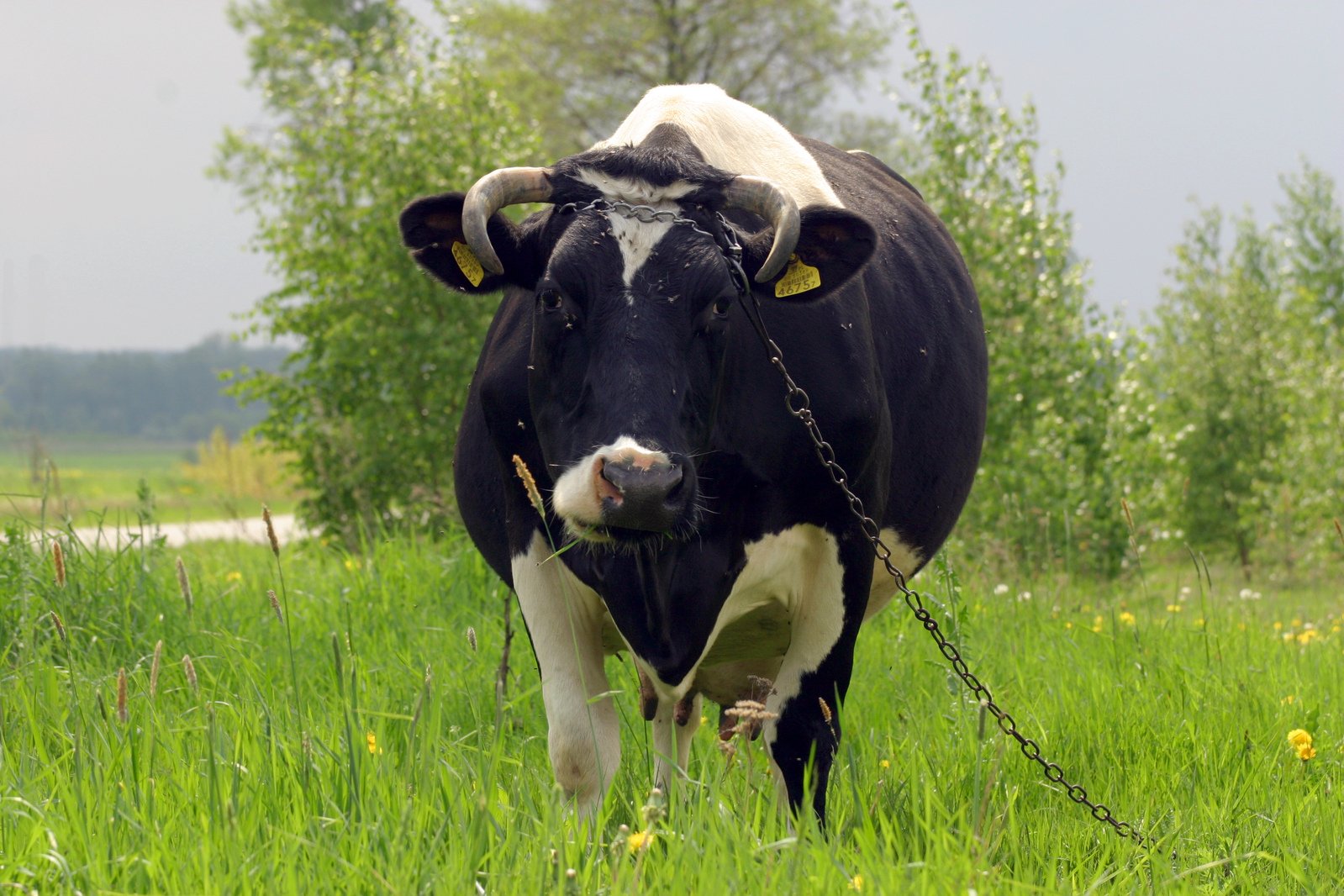 a black and white cow with yellow tags is standing in the middle of green grass