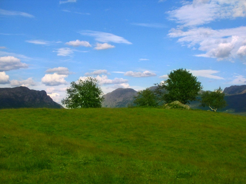 a hillside with grass, some rocks and bushes