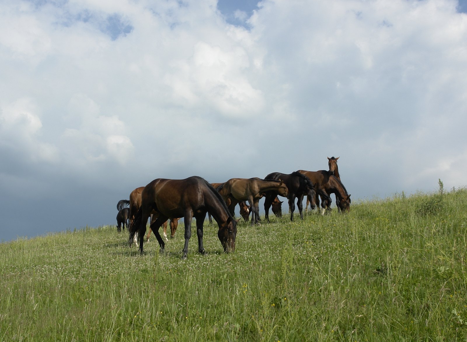 several horses that are grazing in the grass