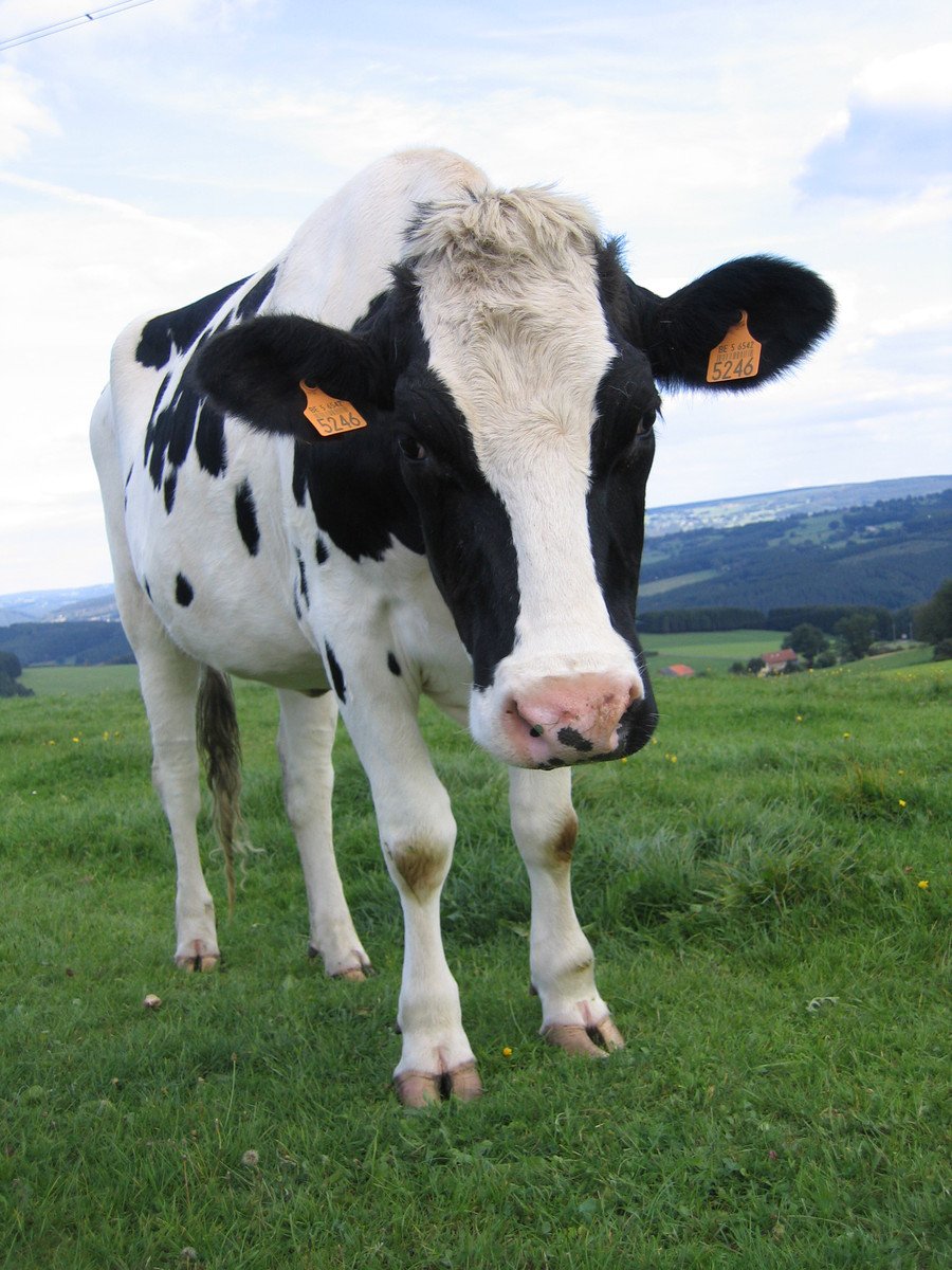 the cow is standing in the pasture outside