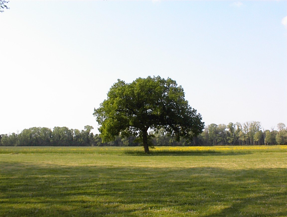 a single green tree in a field with grass