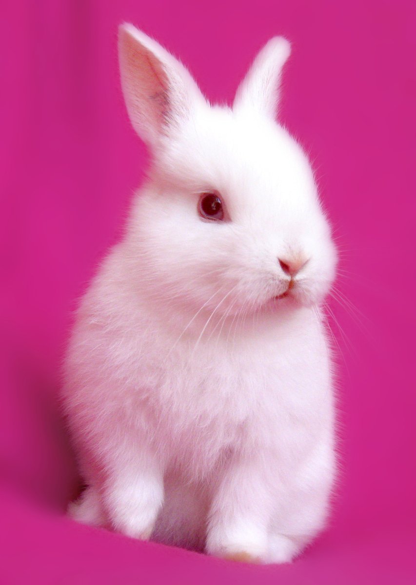 white rabbit with big ears sitting on a pink background