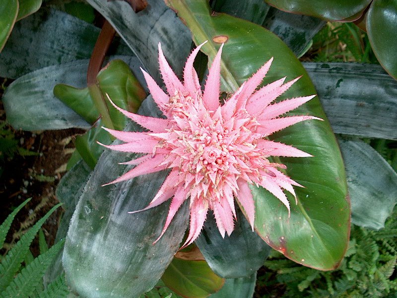 a flower sits on some green leaves and has bright pink petals