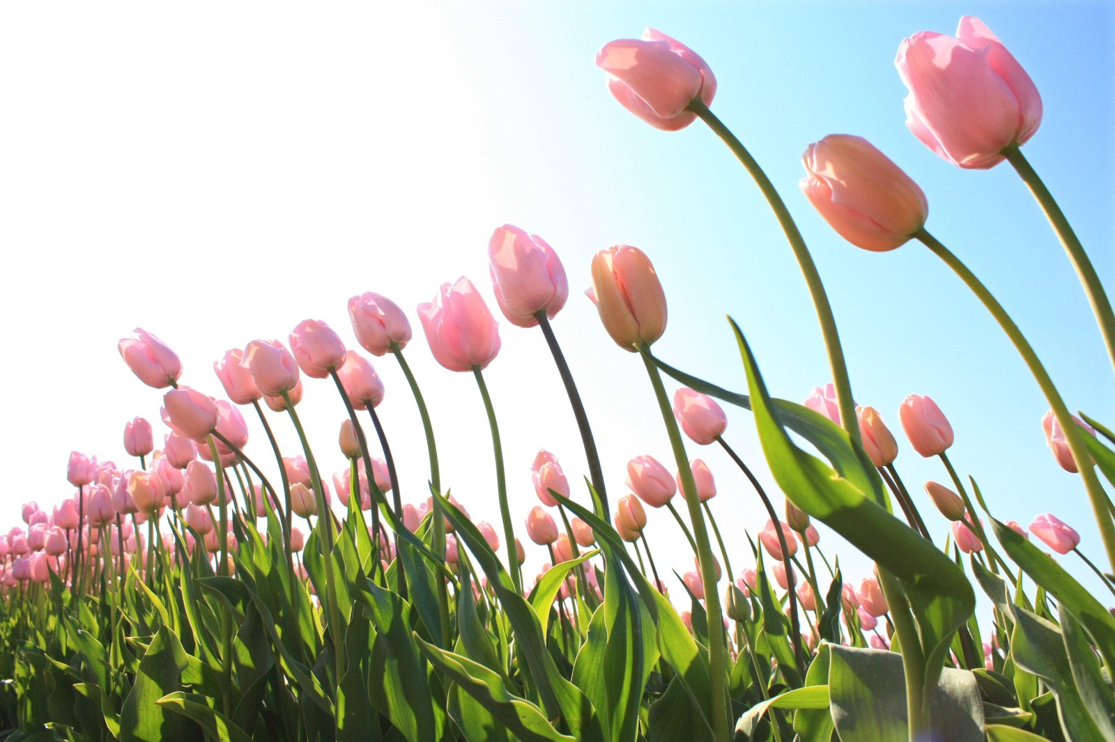 pink tulips on a field, growing in the sun