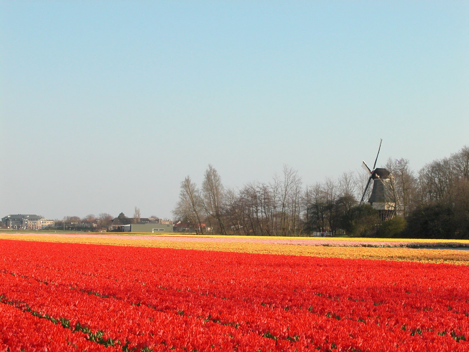 the red flowers are blooming throughout the fields of the countryside