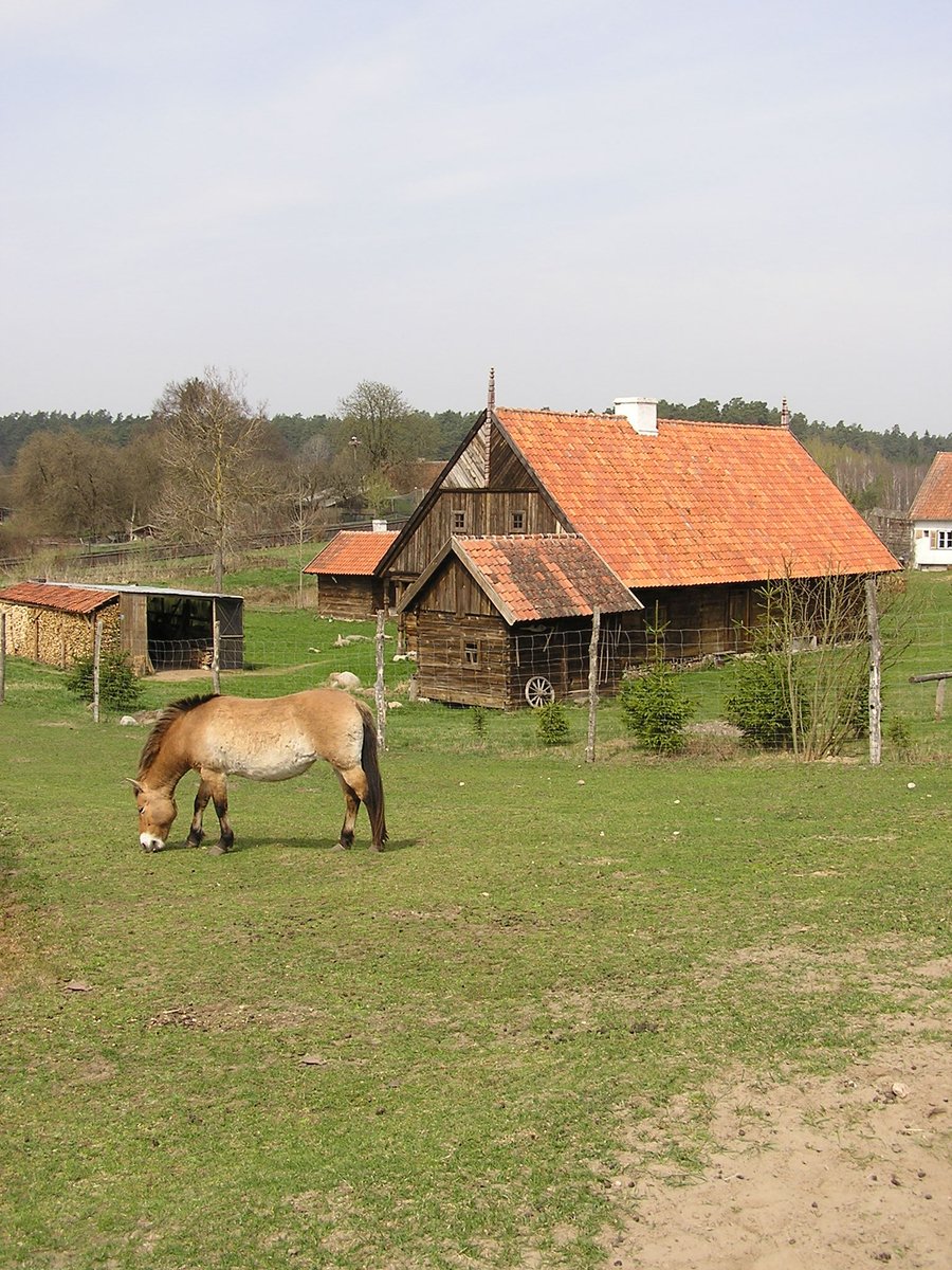 brown horse grazes in a field near a red roofed barn