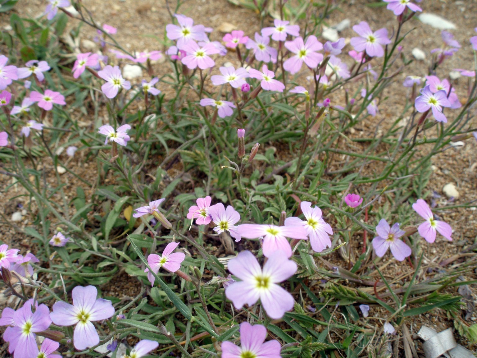 small purple flowers are growing near the sand