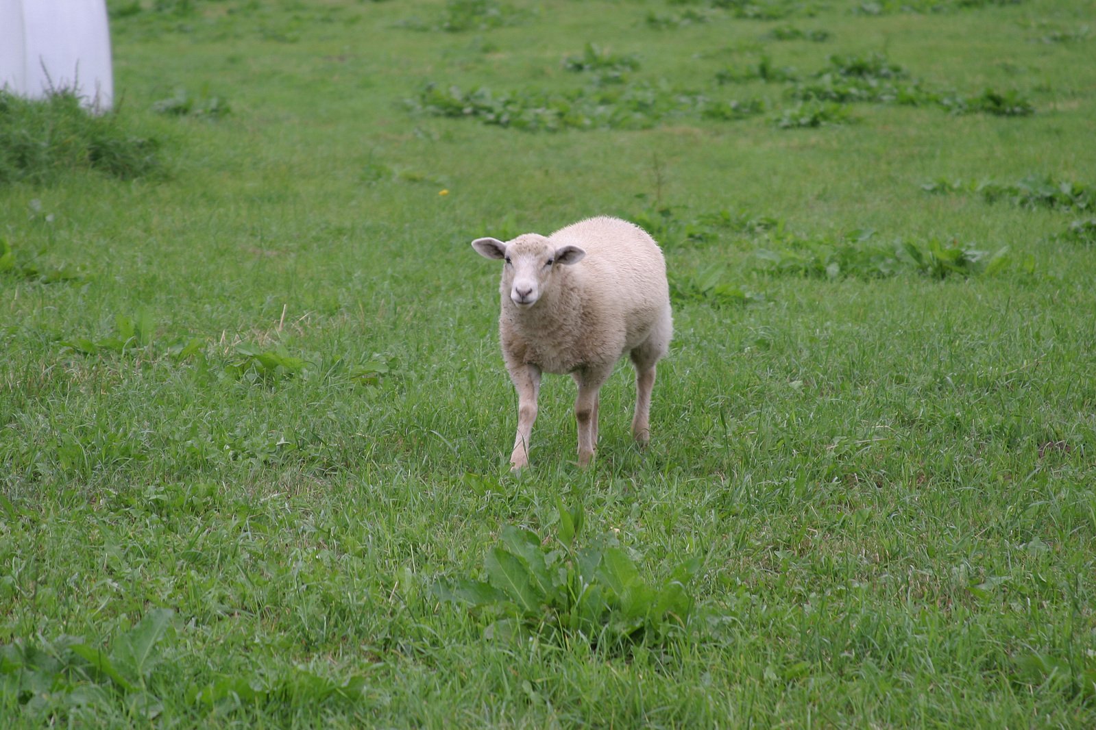 a sheep standing on a lush green field