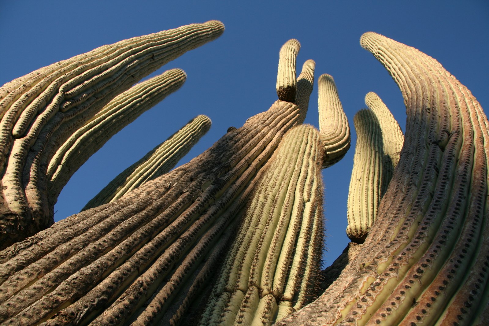 an image of a huge cactus with large limbs