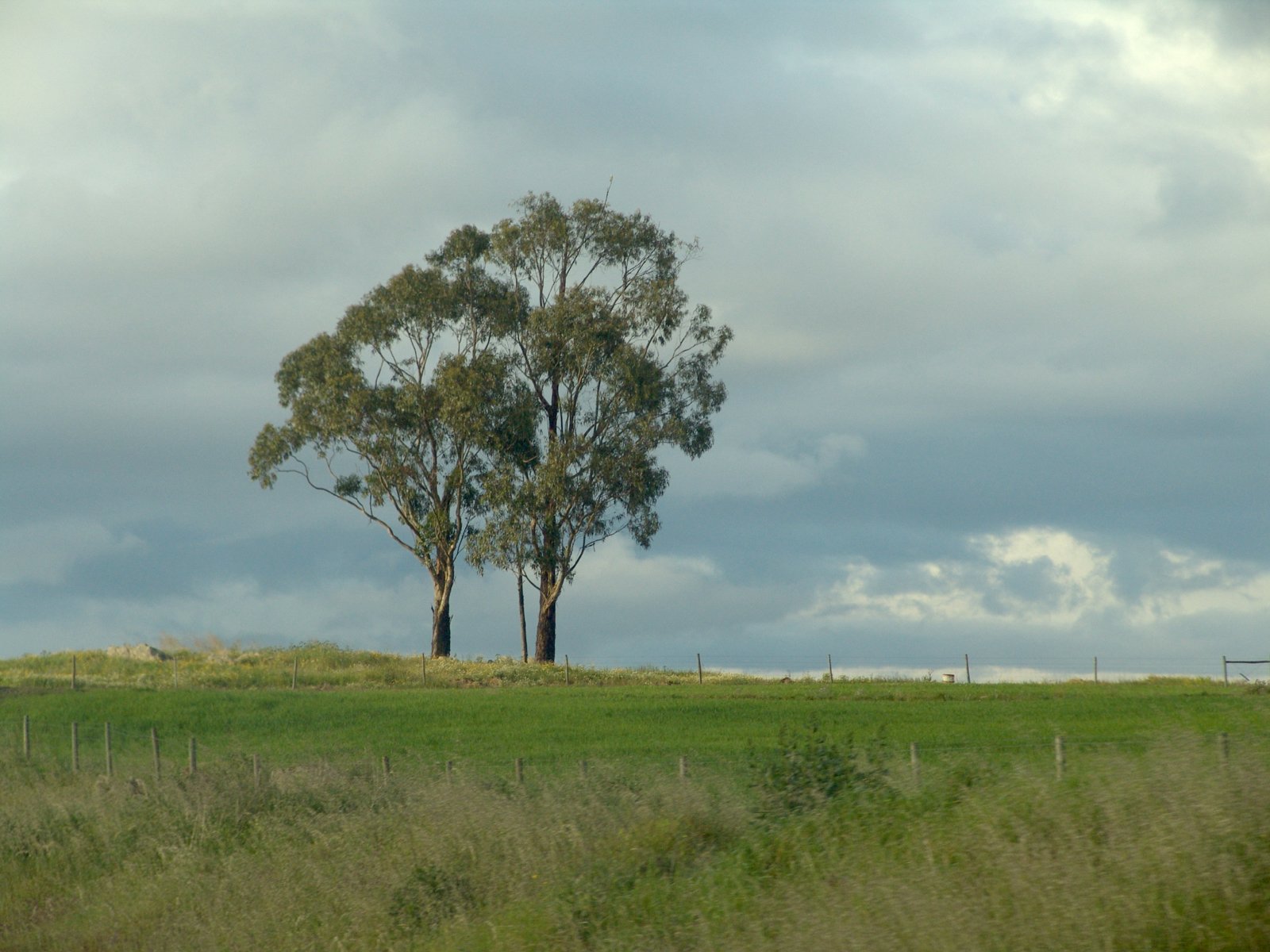 a lone tree sitting on the top of a hill