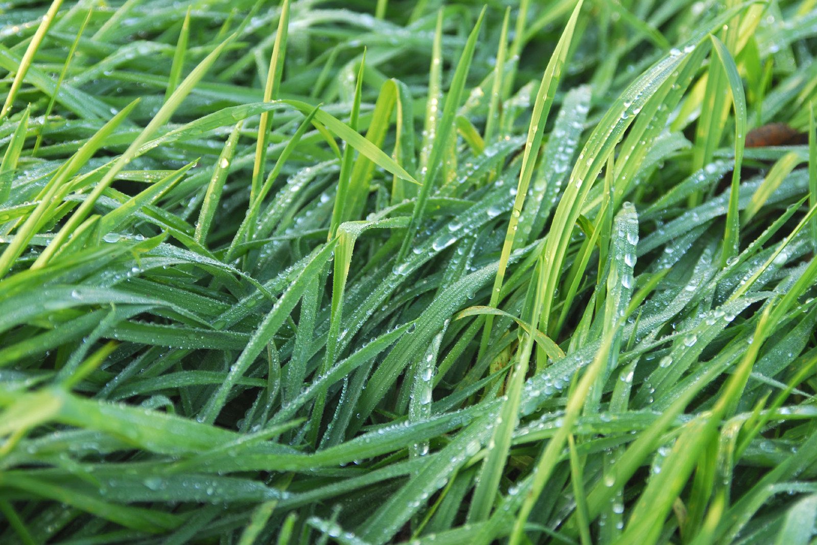 wet grass covered in drops of water