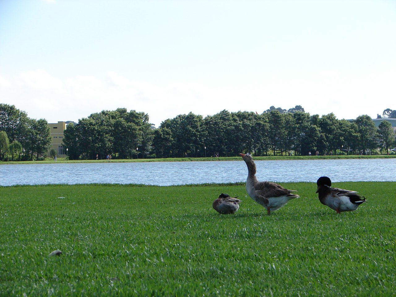 three ducks are in a grassy area next to a river