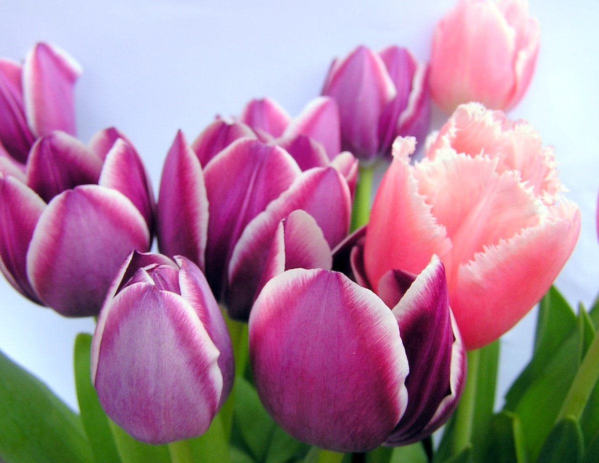 purple and pink flowers are seen here