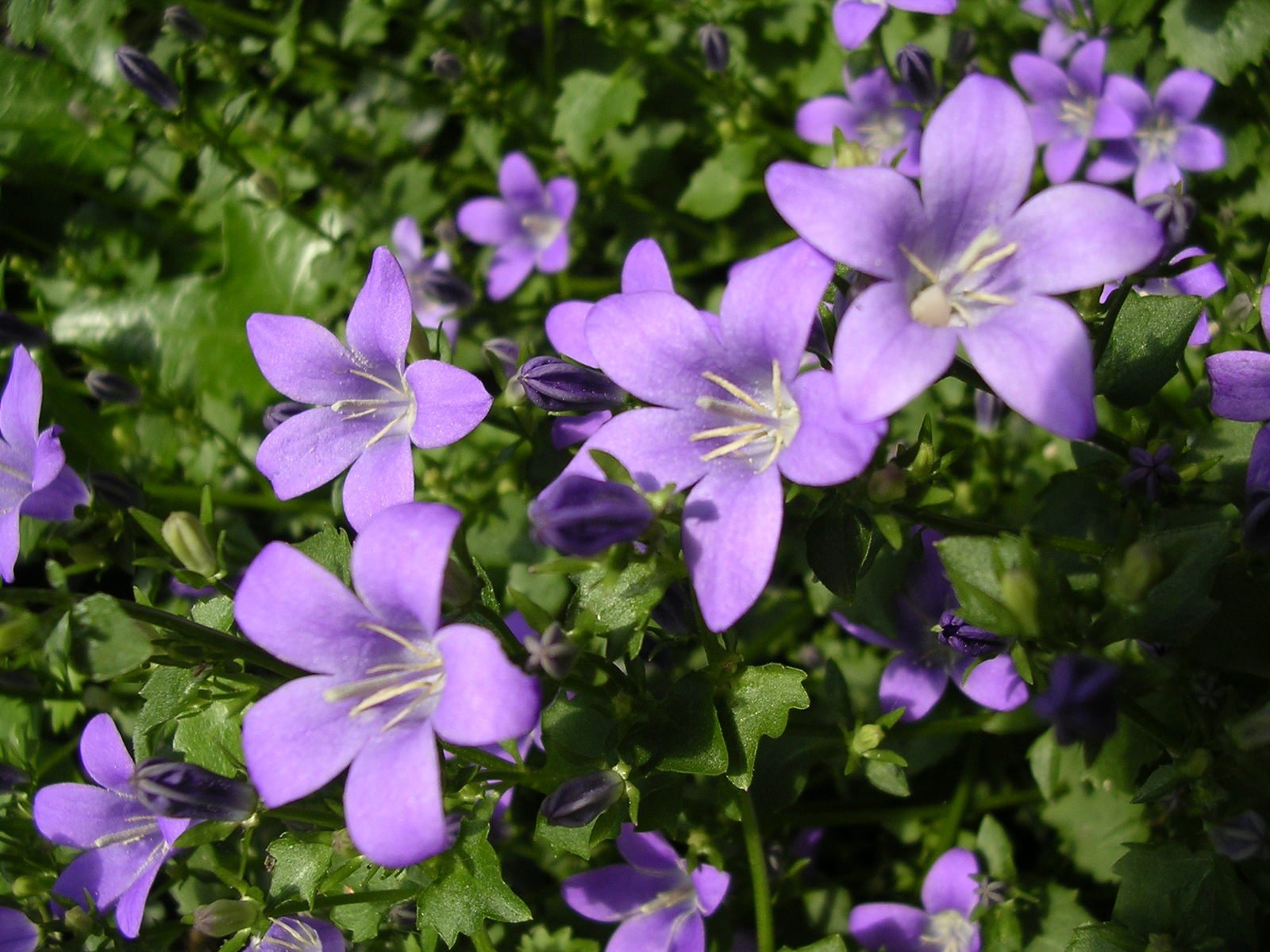 purple flowers blooming in the green grass