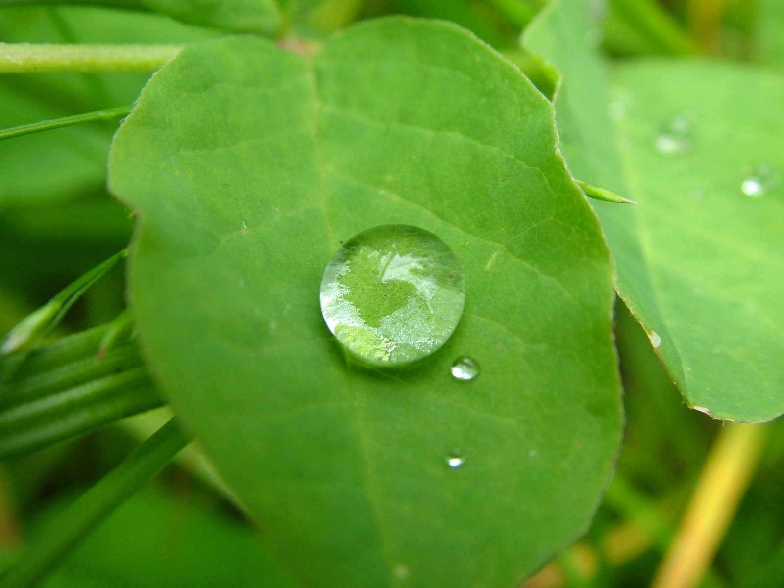 a green leaf with a round water drop on it