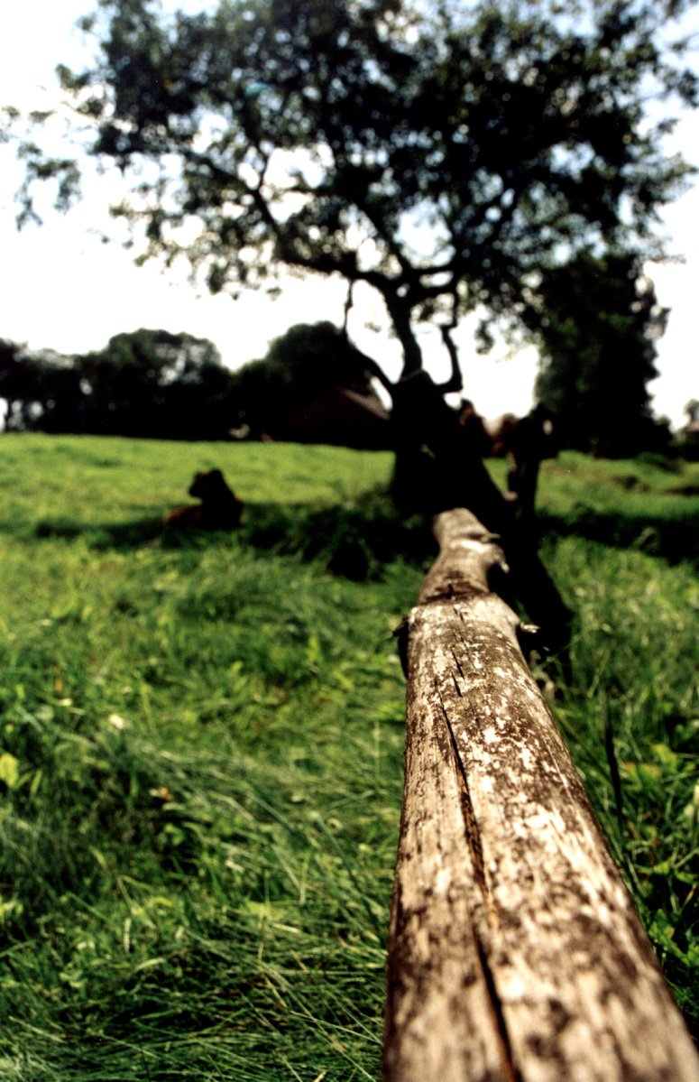 this is an image of a wooden plank in a field