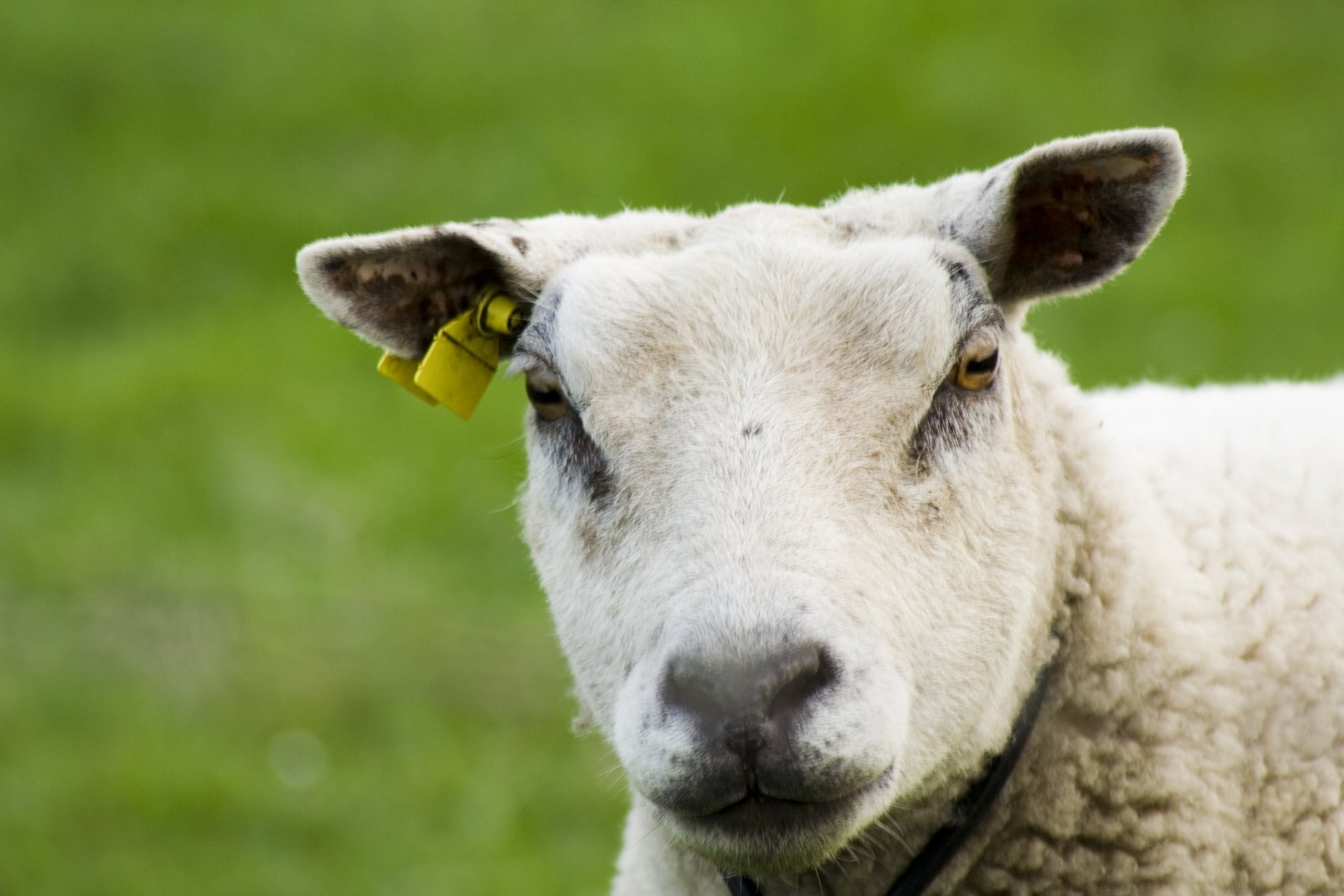 a sheep with a tag on its ear stares at the camera