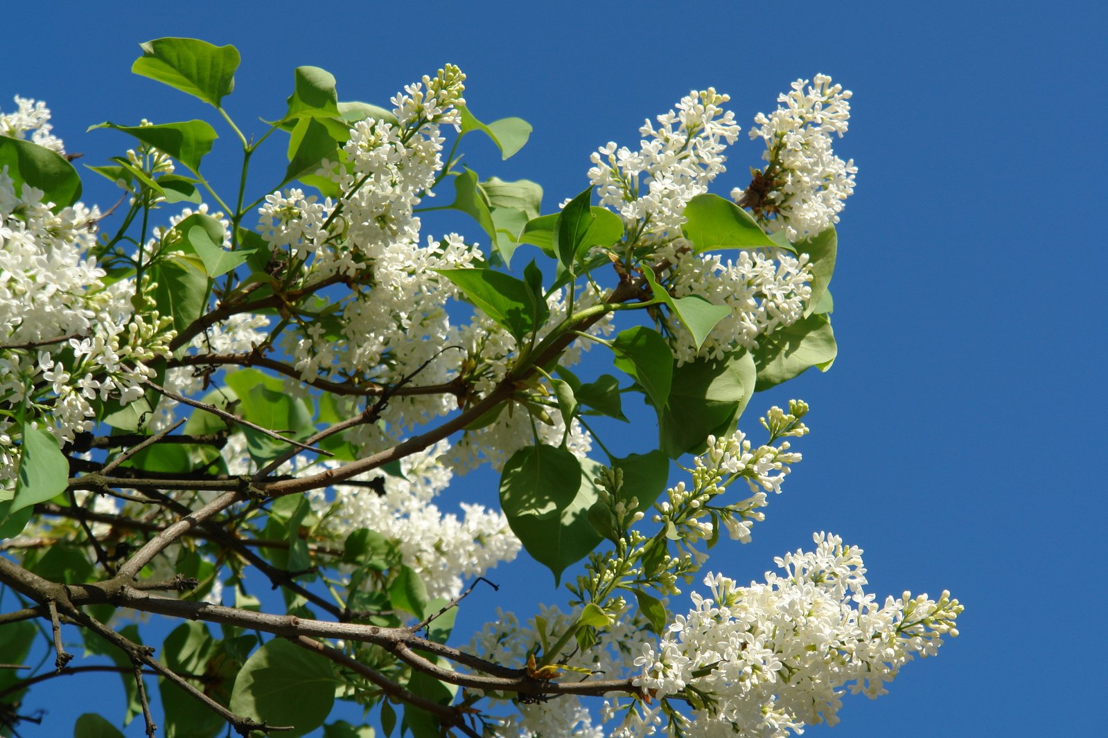 white blossoms and green leaves on a tree