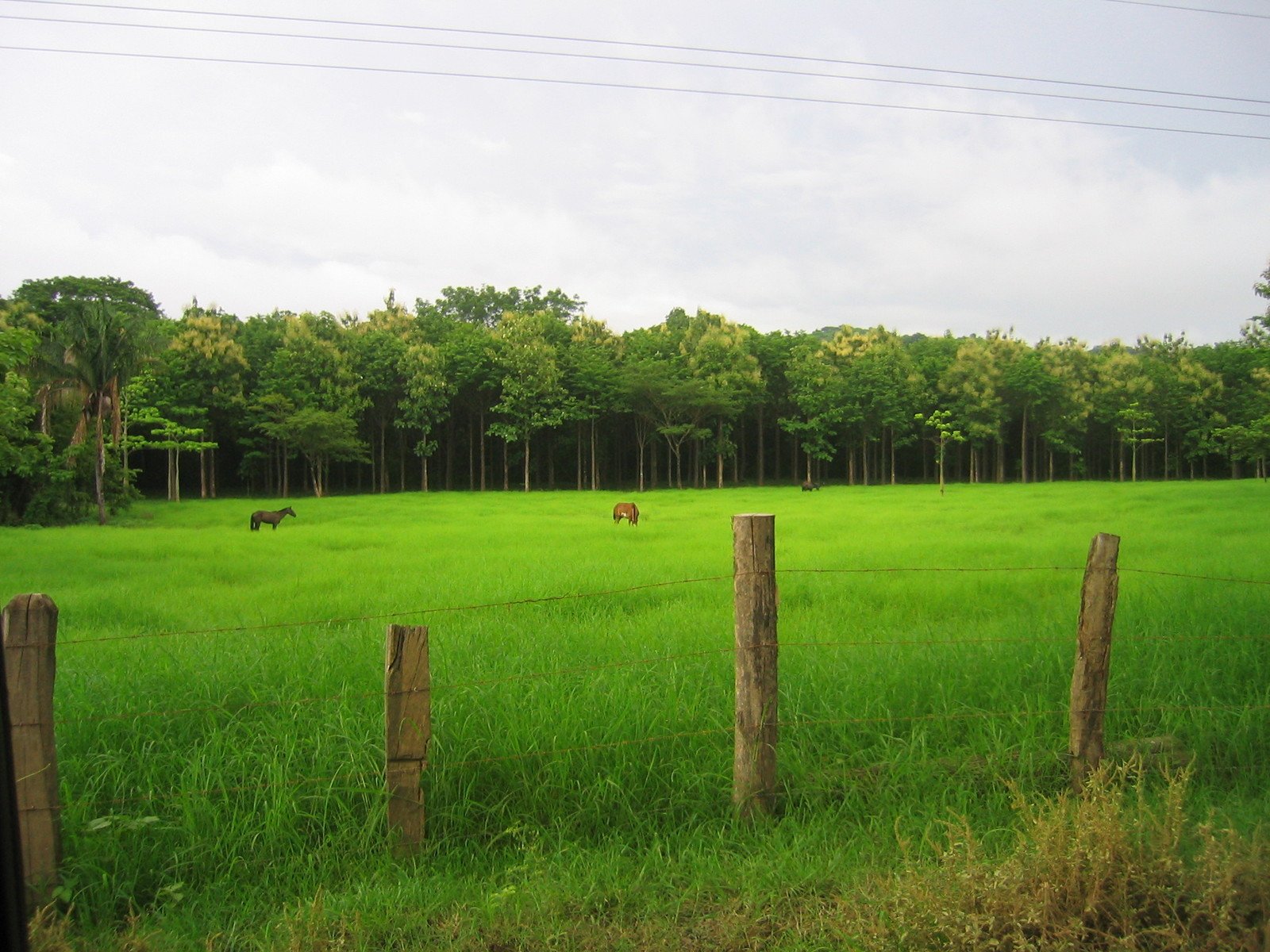 horses are grazing in the open field