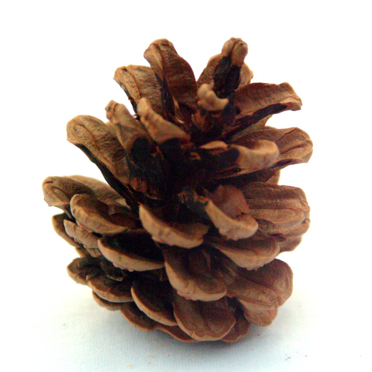 a close up po of a pine cone on a white background