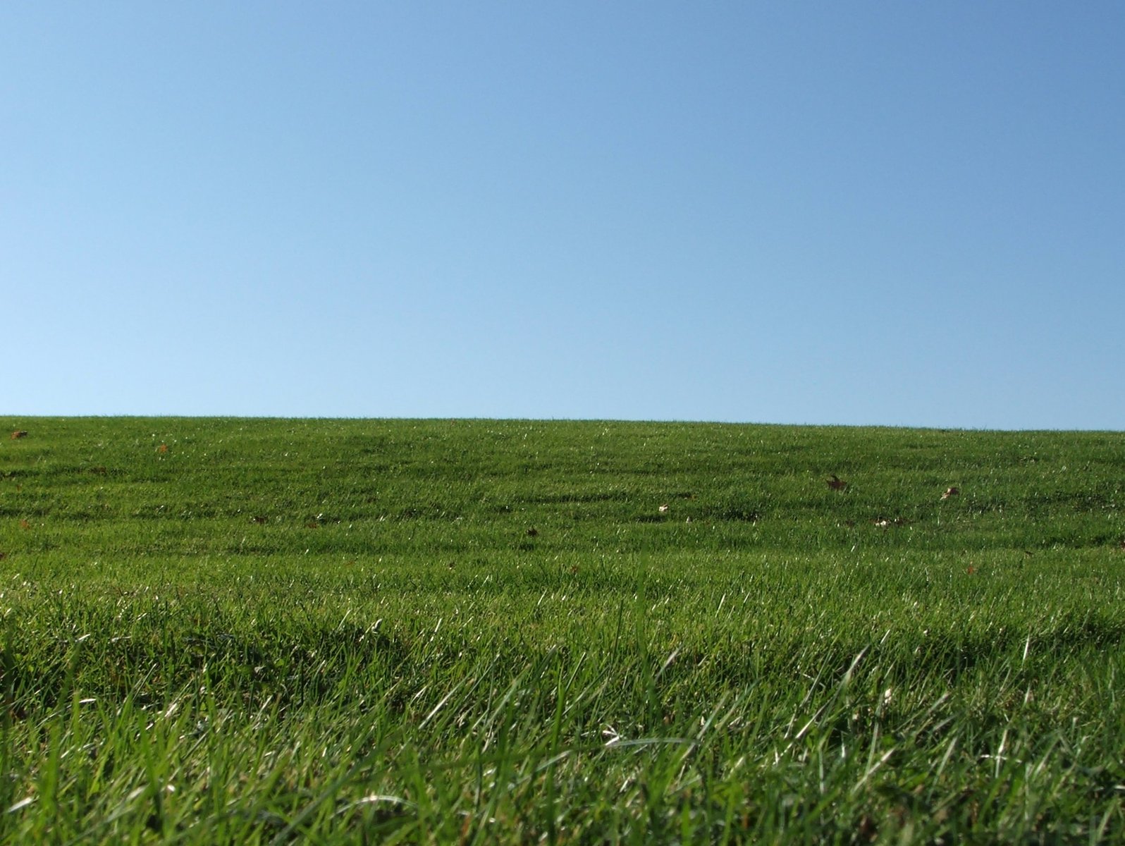 a field that has a very large amount of green grass