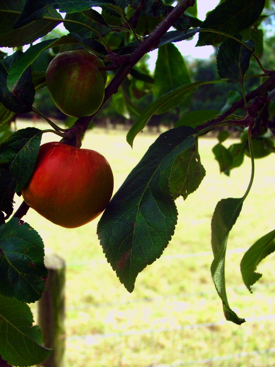 some fruit hanging from a tree in a field