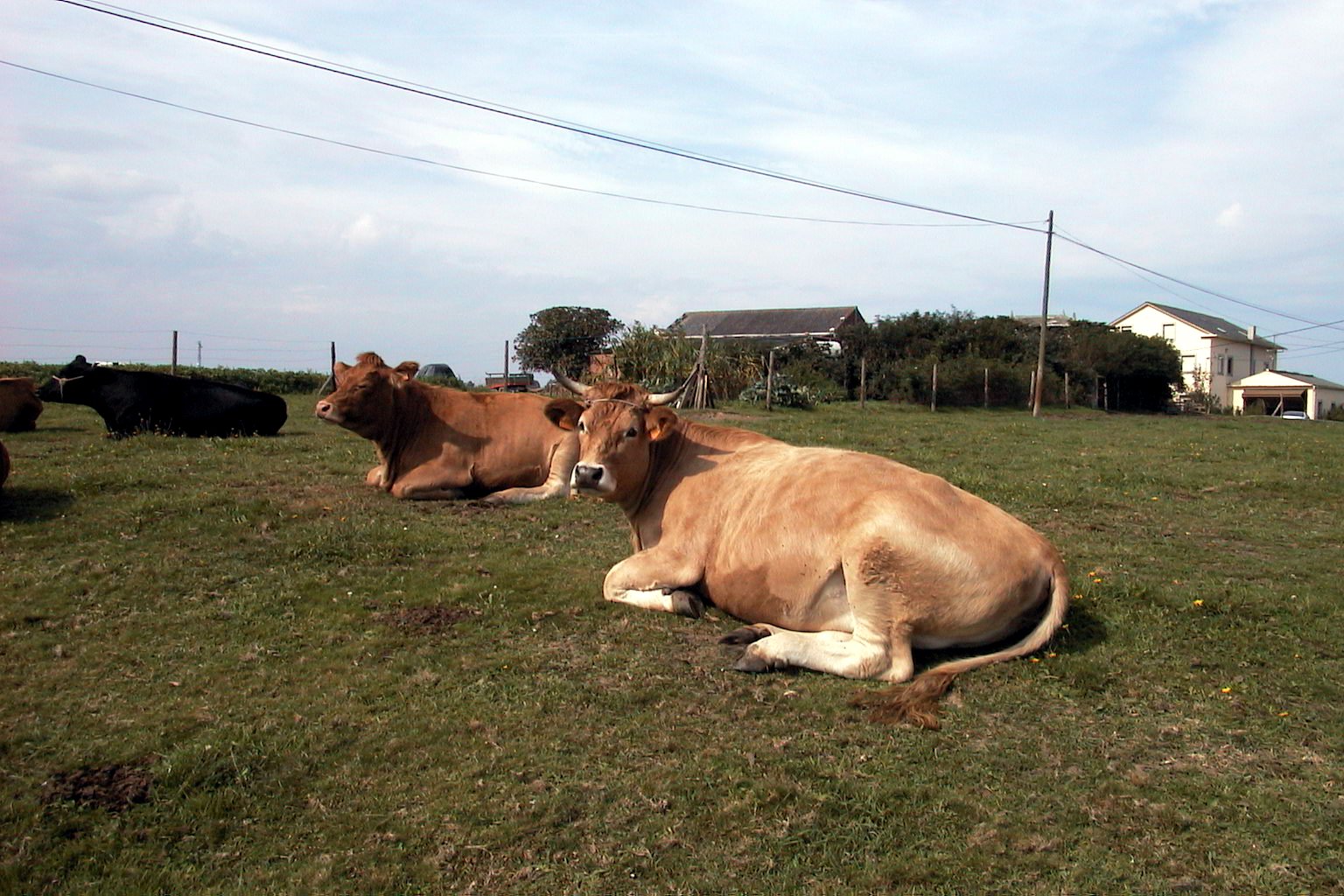 three cows laying down in a field with houses in the background