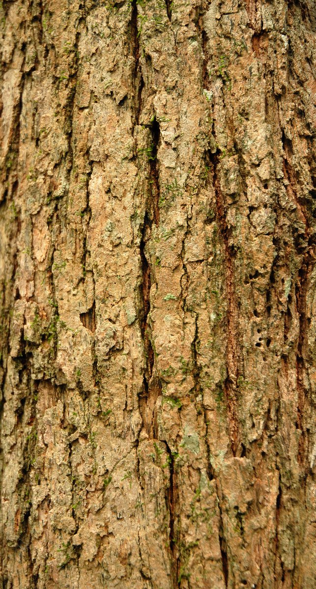 bark on the trunk of an old tree