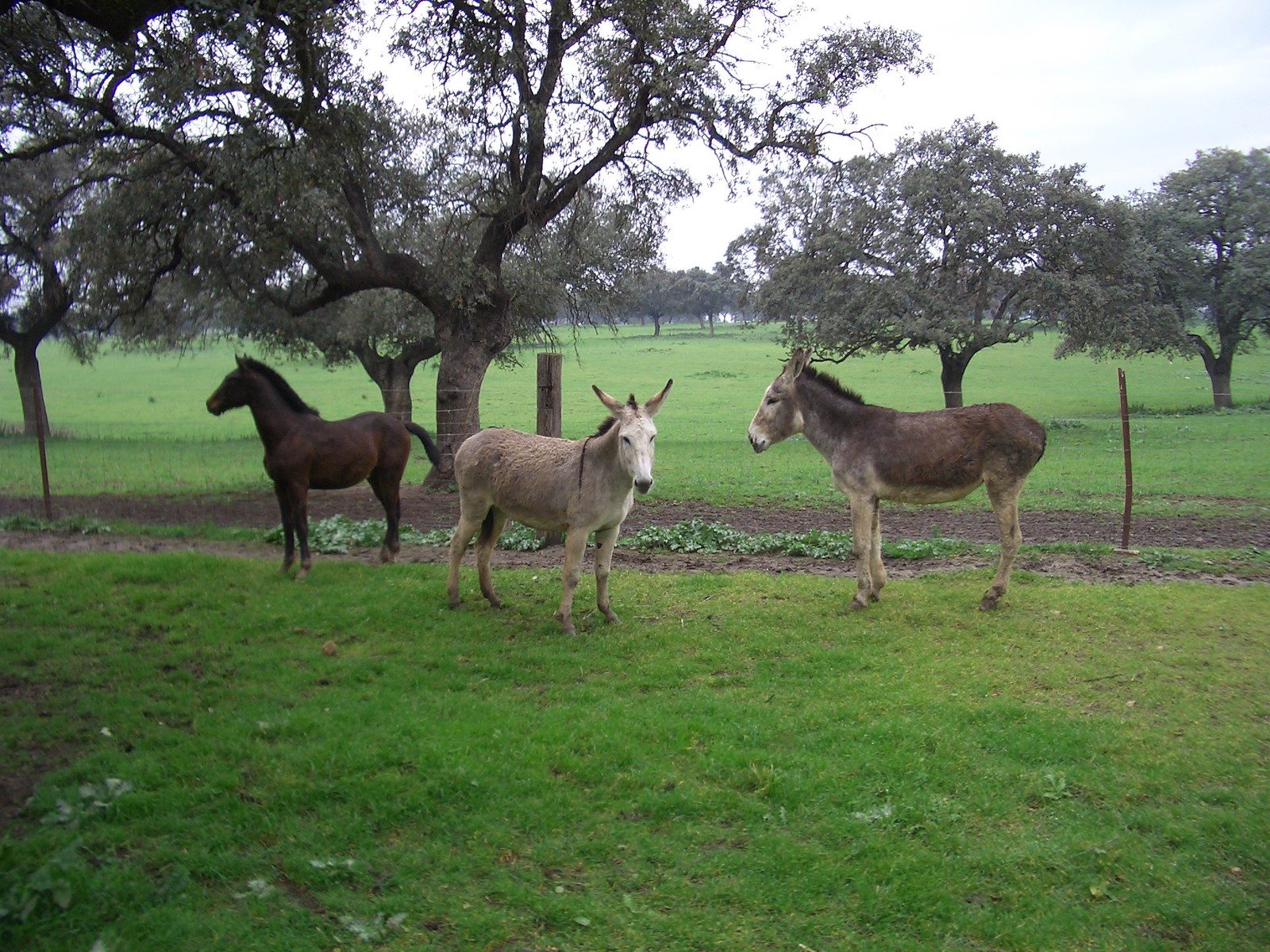 the donkeys are walking around their pen and grazing