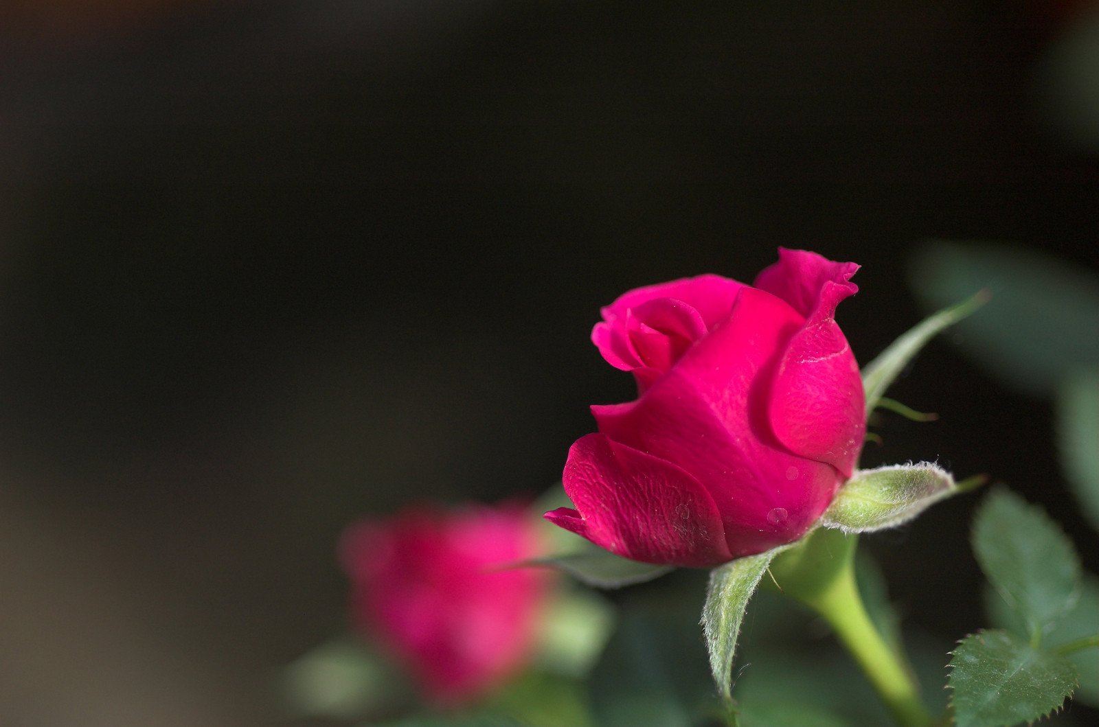 a closeup image of a pink rose bud