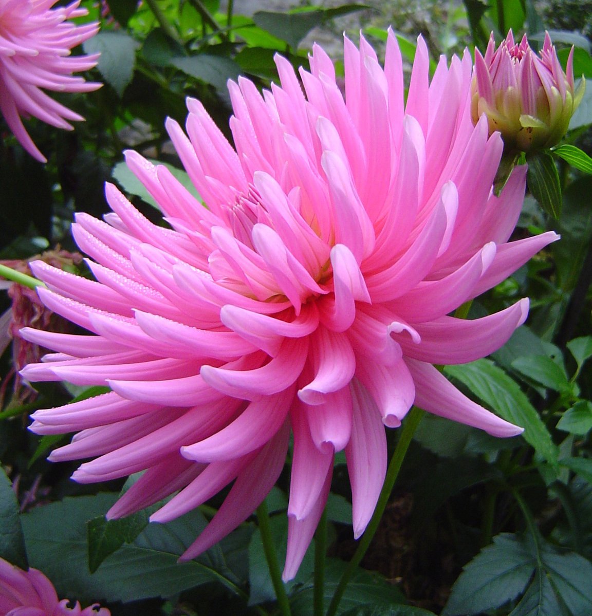 pink flowers with leaves and water drops in the center