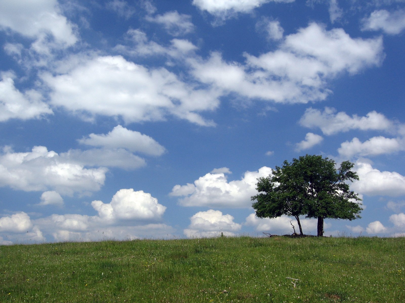 a tree stands on a hill, on a beautiful day