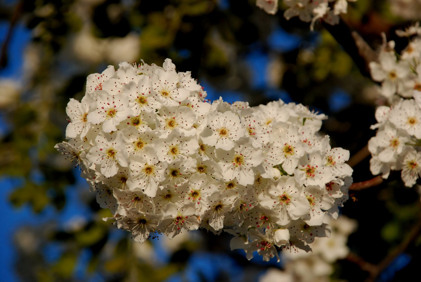 a nch that has white flowers in it